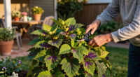 12 Best Easy-To-Grow Garden Shrubs in 2026