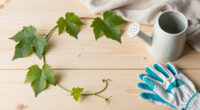 8 Best Garden Vines in 2026