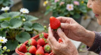 June’s sunshine adds extra sweetness to bumper summer for UK strawberries