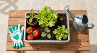 Starting a Simple Vegetable Patch You Can Manage