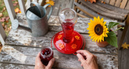 Feeding Hummingbirds This Fall? These 5 Sweet Spot Secrets Help You To Keep Your Hummers Safe And Happy