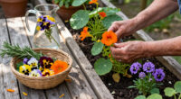 15 Best Edible Ornamental Plants for 2026
