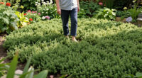 Easy-Care Ground Covers Instead of Mowing