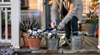 13 Best Frost-Hardy Porch Plants for 2027
