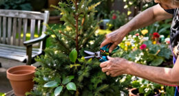 7 Best Evergreen Shrubs for Year-Round Privacy and Structure in 2027